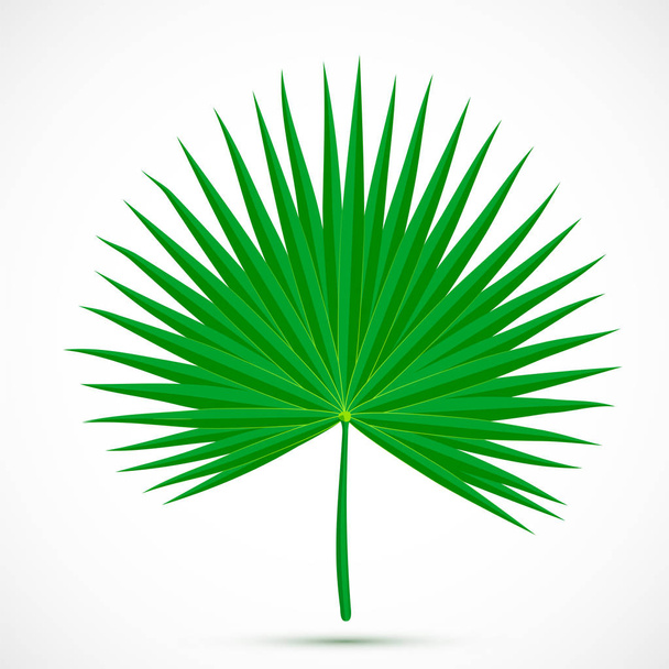 Folha de palmetto Planta tropical
  - Vetor, Imagem