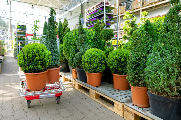choosing ornamental plants at garden center - Photo, Image