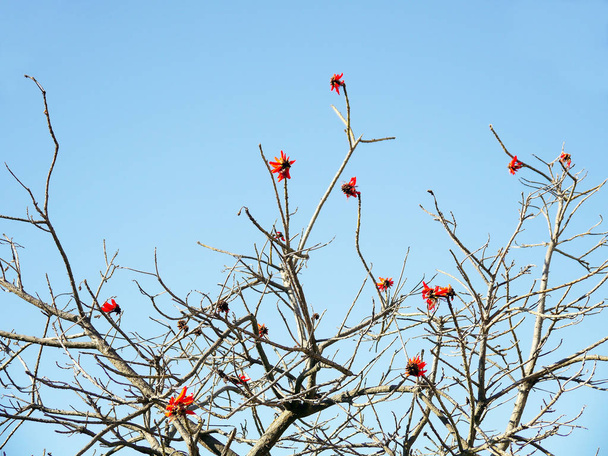 Гілки дерев без листя восени в саду парку
 - Фото, зображення