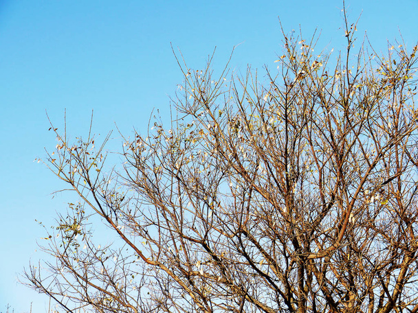Ветви деревьев без листьев осенью в саду парка
 - Фото, изображение