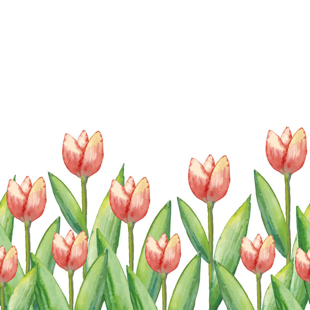 Векторные акварельные тюльпаны, ручная иллюстрация весенних цветов, цветочная горизонтальная иллюстрация
 - Вектор,изображение