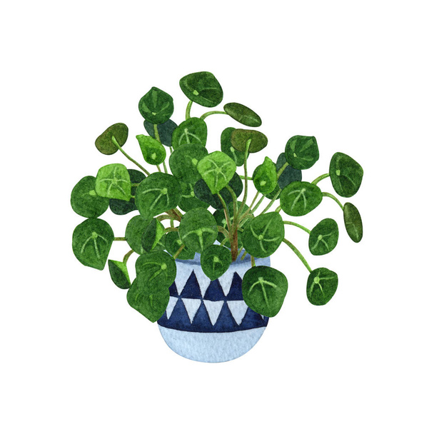 Belső növény akvarell illusztráció. Home növények, kínai pénz növények vagy misszionárius növények egy aranyos függő pot. - Fotó, kép