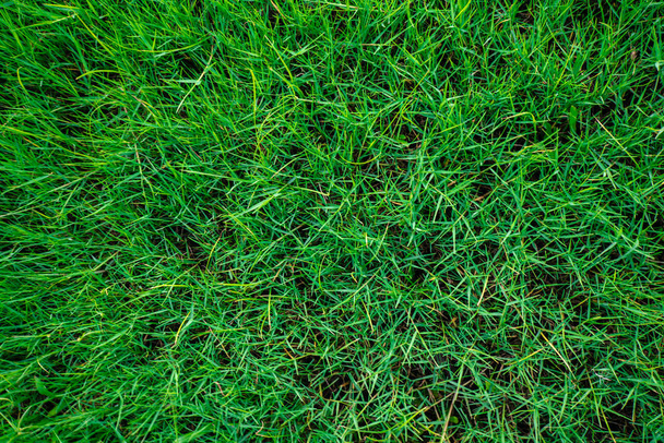 Green grass texture look down view - Fotoğraf, Görsel
