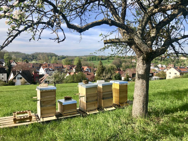 Joukko mehiläispesiä istuu puiden keskellä.
 - Valokuva, kuva