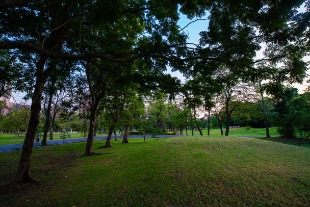 Zöld Park naplemente réten és fával - Fotó, kép