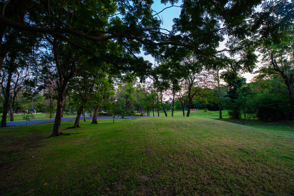 Zielony park zachód słońca z łąką i drzewem - Zdjęcie, obraz