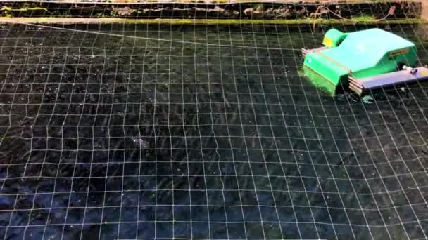 Peces jóvenes de trucha que crecen en una piscifactoría
 - Metraje, vídeo