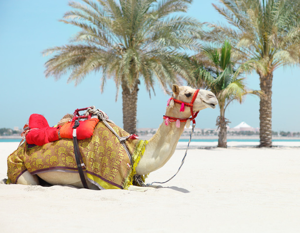 Верблюд відпочиває на пляжі
 - Фото, зображення