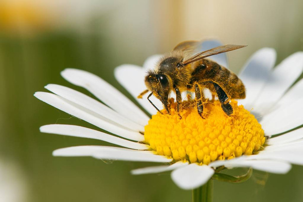 bee or honeybee on white flower of common daisy - Photo, Image