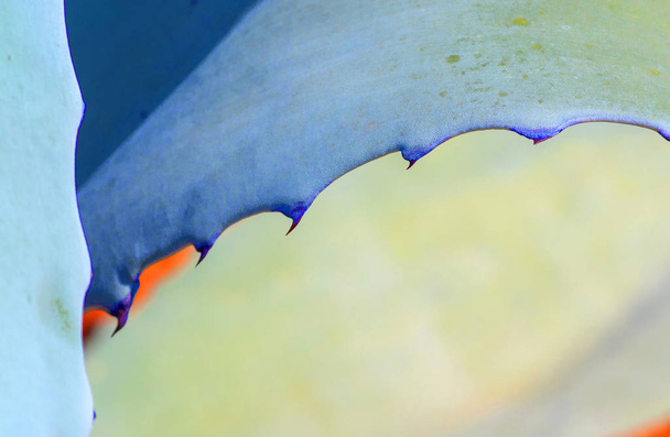 Abstract succulent agave and aloe vera plants macro - Photo, Image