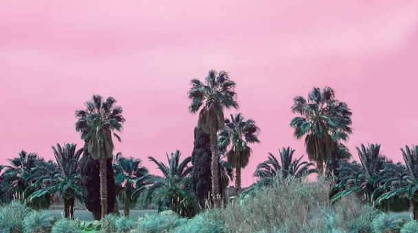 Surrealistic abstract palms against pink skies - Fotografie, Obrázek