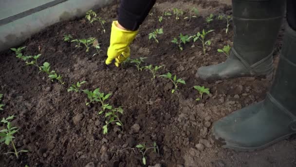 Viljelijä löystyminen maaperän keskuudessa tomaatin taimet keväällä kasvihuoneessa. Maatalous ja puutarhanhoito - Materiaali, video