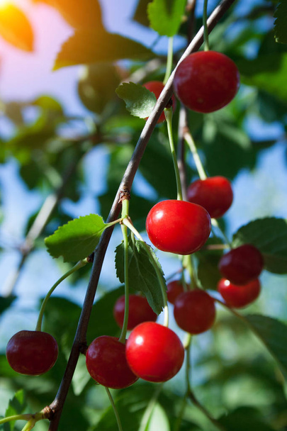 Branch with cherry  - Photo, Image