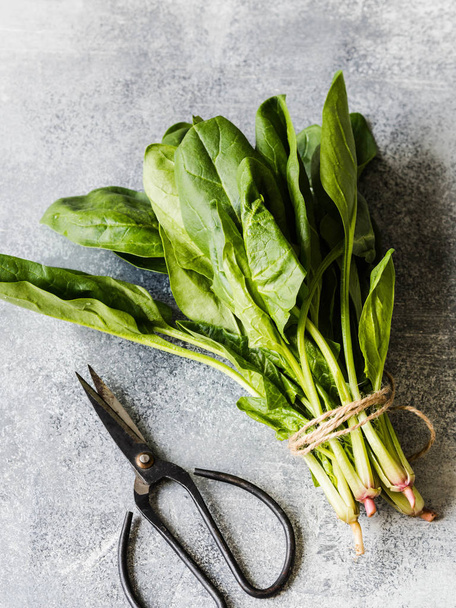 A bunch of fresh leaves of garden spinach, tied with twine and scissors on a gray background - Photo, Image