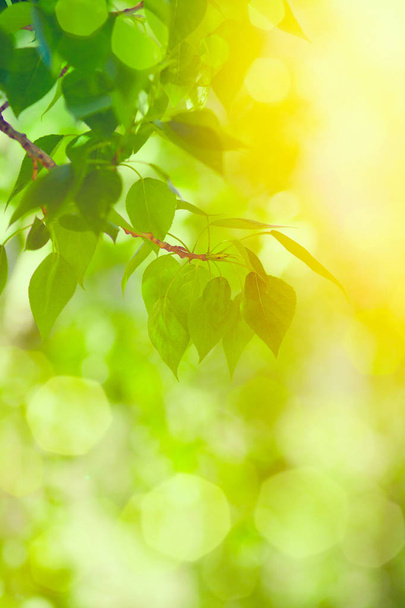 Bright green yellow leaves with lens flare background in sunny day - 写真・画像