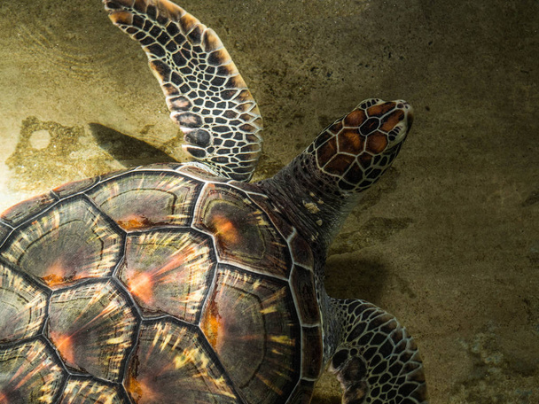 Big sea turtle on a farm to assist in the survival of sea turtles in Thailand - Photo, Image