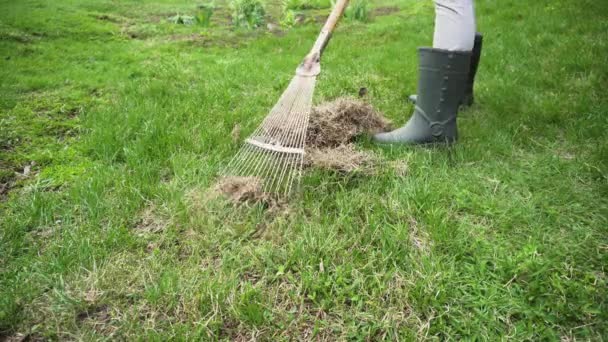 Farmer cleaning lawn from dry grass with a rake in spring garden. Agriculture and farming concept - Footage, Video
