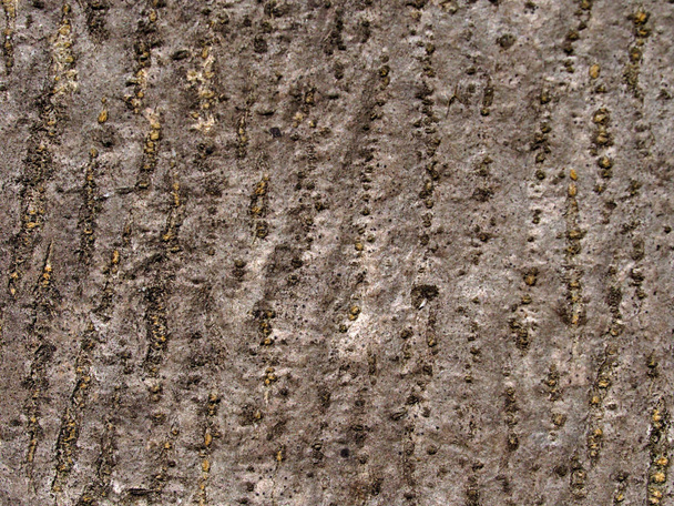 Close up of tree bark. Texture, background. - Fotoğraf, Görsel