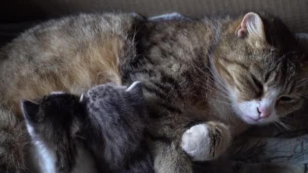 Kedi süt küçük kediler besler - Video, Çekim