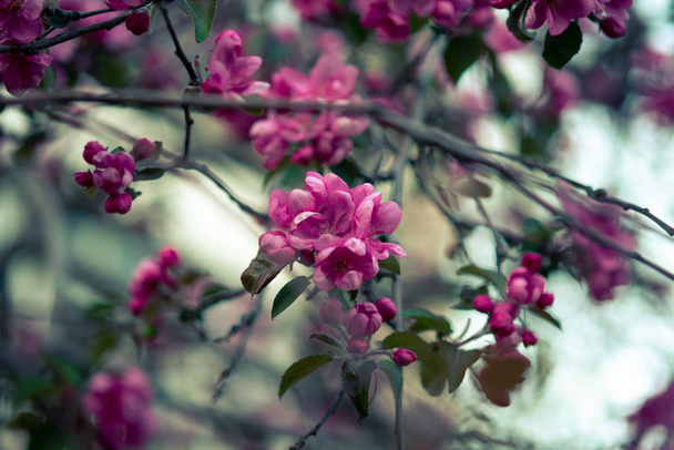 bloeiende roze bloemen van een appelboom op een abstracte achtergrond in het voorjaar bij mooi weer - Foto, afbeelding
