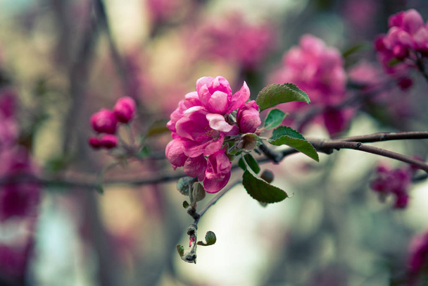 blooming pink flowers of an apple tree on an abstract background in spring in good weather - Photo, Image