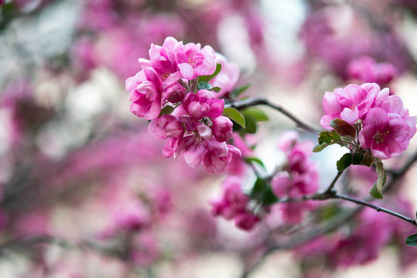 florescendo flores cor-de-rosa de uma árvore de maçã em um contexto abstrato em primavera no bom tempo
 - Foto, Imagem