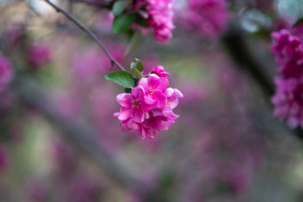 良い天気の春の抽象的な背景にリンゴの木のピンクの花を咲かせる - 写真・画像