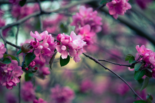blooming pink flowers of an apple tree on an abstract background in spring in good weather - Photo, Image