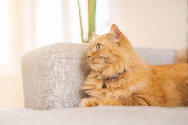 Feküdt a kanapén, egy napsütéses napon otthon szép gyömbér hosszú haj macska - Fotó, kép