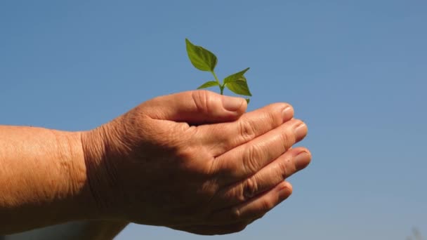 jonge Sprout in handen van de boer. tuinders handen houden een groene zaailing in hun handpalmen tegen de hemel. milieuvriendelijke Sprout. zoete peper Sapling close-up. ecologisch schone planeet - Video