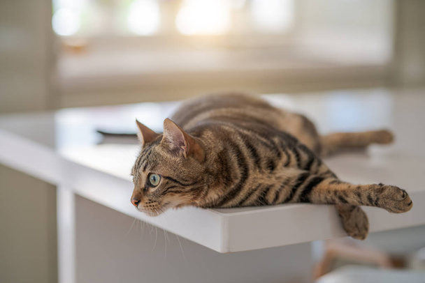 Güzel kısa saç kedi evde beyaz masanın üzerinde yatan - Fotoğraf, Görsel