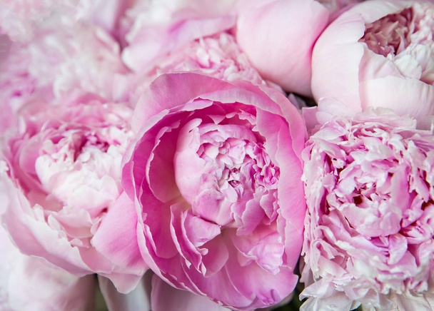 White and pink peonies. Background, wallpaper	 - Foto, Imagen