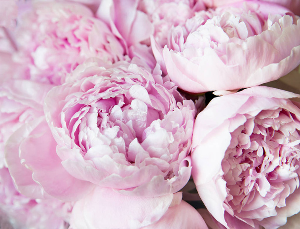 Peonías blancas y rosas. Fondo, fondo de pantalla
 - Foto, imagen