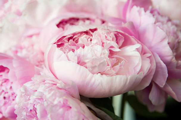Witte en roze pioenrozen. Achtergrond, achtergrond - Foto, afbeelding