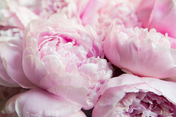 Peonías blancas y rosas. Fondo, fondo de pantalla
 - Foto, imagen