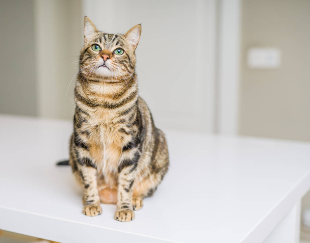 Kısa saç sevimli kedi evde meraklı ve snooping seyir - Fotoğraf, Görsel