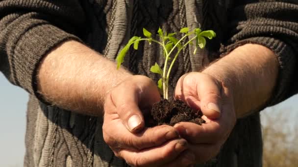 tuinders handen houden groene zaailing in hun palmen tegen de hemel. milieuvriendelijke Sprout. tomaten zaailing in handen close-up. milieuvriendelijke planeet. jonge Sprout in handen van boer. - Video