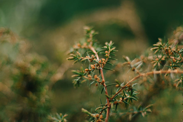 весна в Украине. свежие зеленые ветви можжевельника. зеленый фон. день земли
 - Фото, изображение