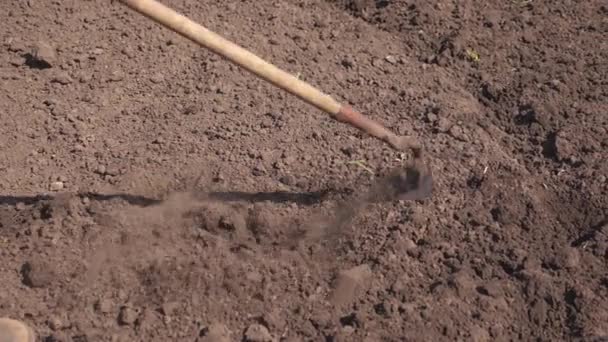 The farmer works the soil, loosens the ground. man works hoe on the ground. gardener prepares the soil for sowing. Agricultural Tool Is Hoeing Field. Slow motion - Footage, Video