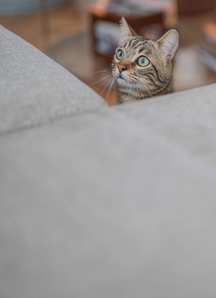 lindo pelo corto gato buscando curioso y husmeando en casa jugando a las escondidas
 - Foto, imagen