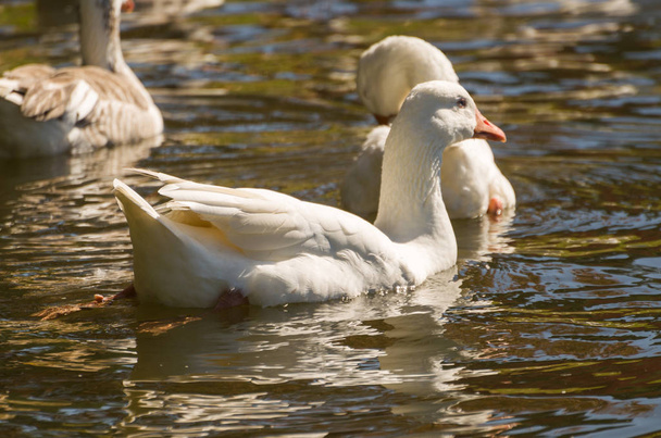Several white ducks swimming on Lake Sao Bernardo in Sao Francisco de Paula in Brazil. - Zdjęcie, obraz