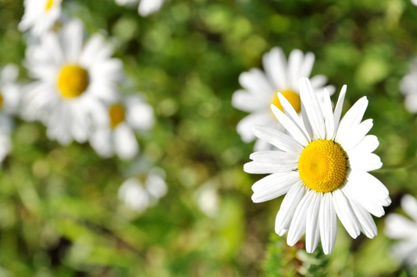 Green flowering meadow with white daisies - Photo, Image