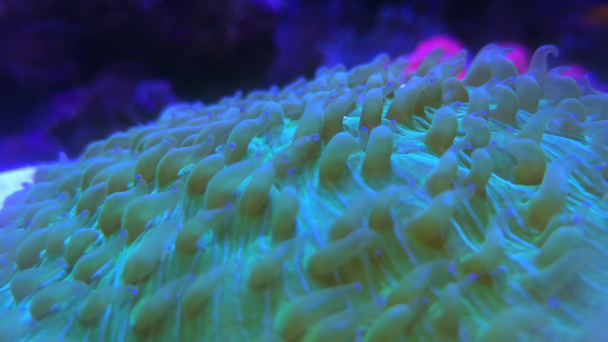 Heliofungia actiniformis beige long tentacle coral - Footage, Video