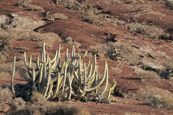 cactus nel deserto - Foto, immagini