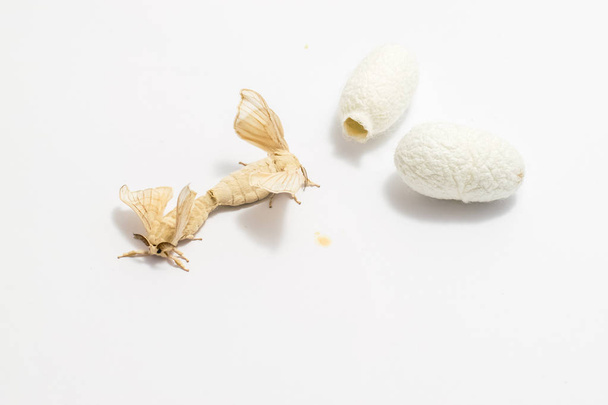 Silk Moth on Silk Cocoon - Photo, Image