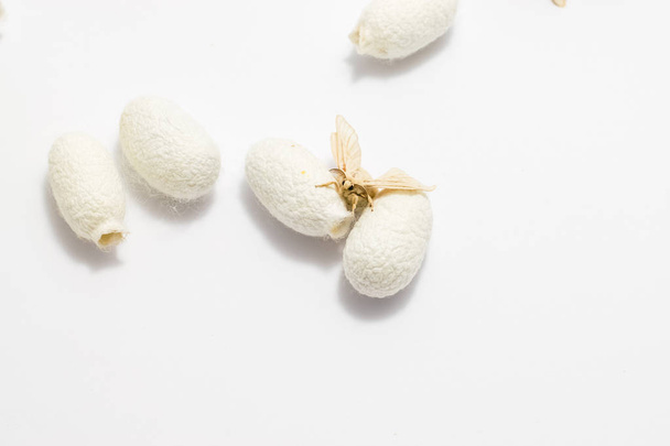 polilla de seda en capullo de seda
 - Foto, imagen