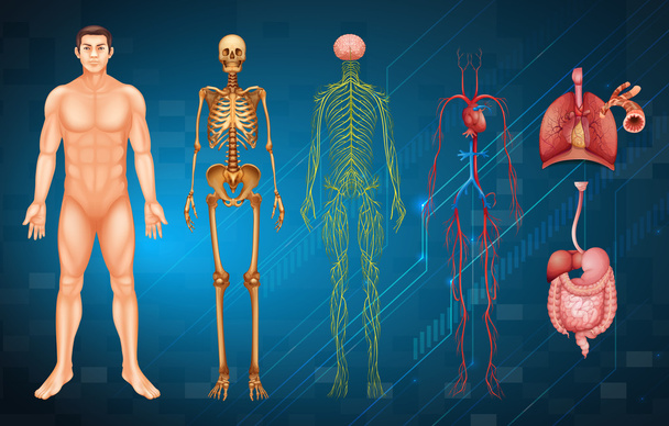 Emberi testrendszerek - Vektor, kép