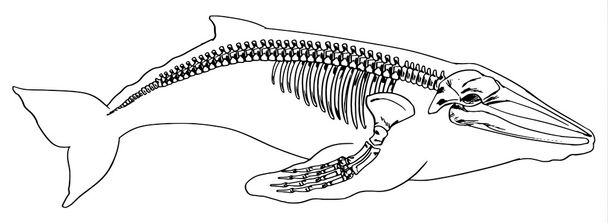 Kostra velryby - Vektor, obrázek