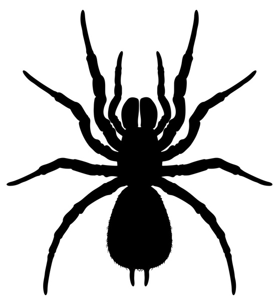 Silhueta de uma aranha
 - Vetor, Imagem