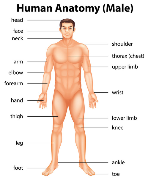 części ludzkiego ciała - Wektor, obraz